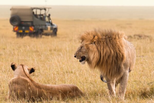 Wildlife Encounters