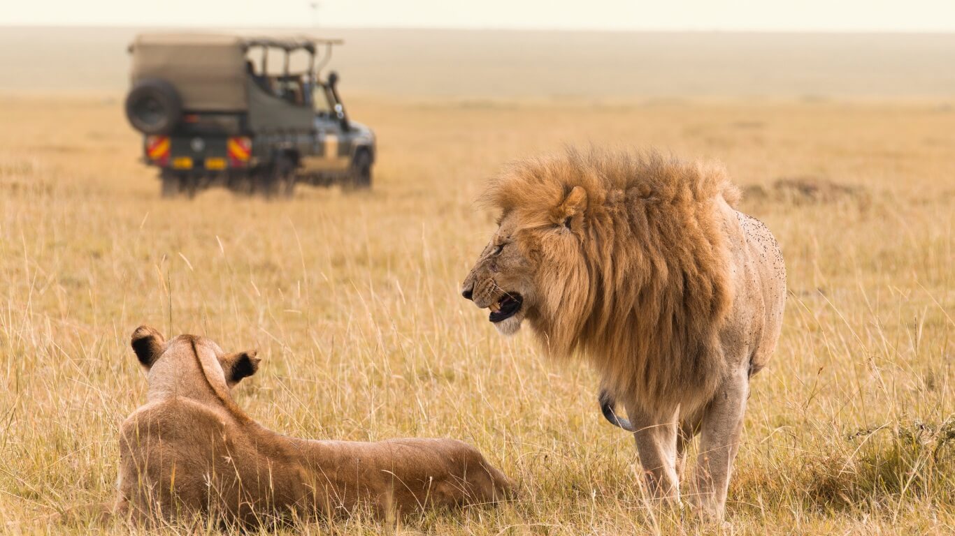 Wildlife Encounters